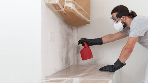 Professional Attic Mold Removal technician working in Richmond, MI