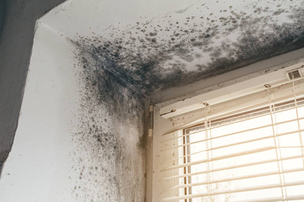 Affordable Mold Remediation solutions in Richmond, MI
