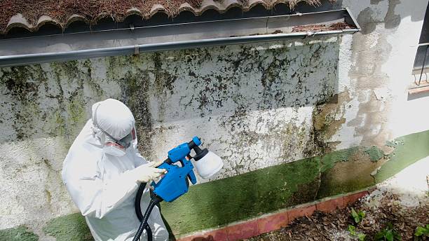 Trusted Mold Remediation service in Richmond, MI - Cheap Mold Removal